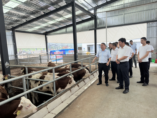 中國(guó)有研黨委班子成員赴貴州省思南縣調(diào)研督導(dǎo)定點(diǎn)幫扶工作